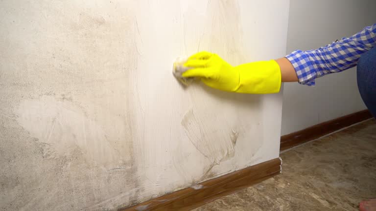 Best Basement Mold Removal  in Goose Creek, SC